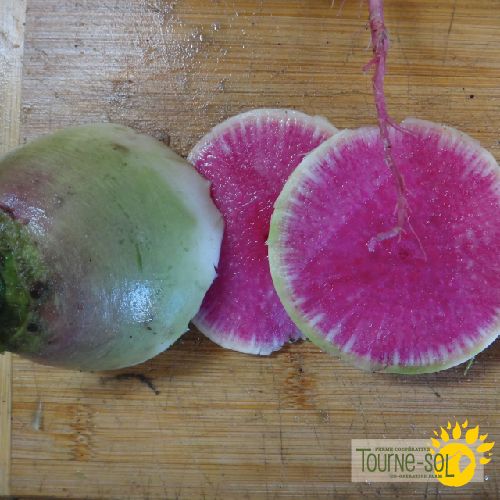 Radis melon d'eau