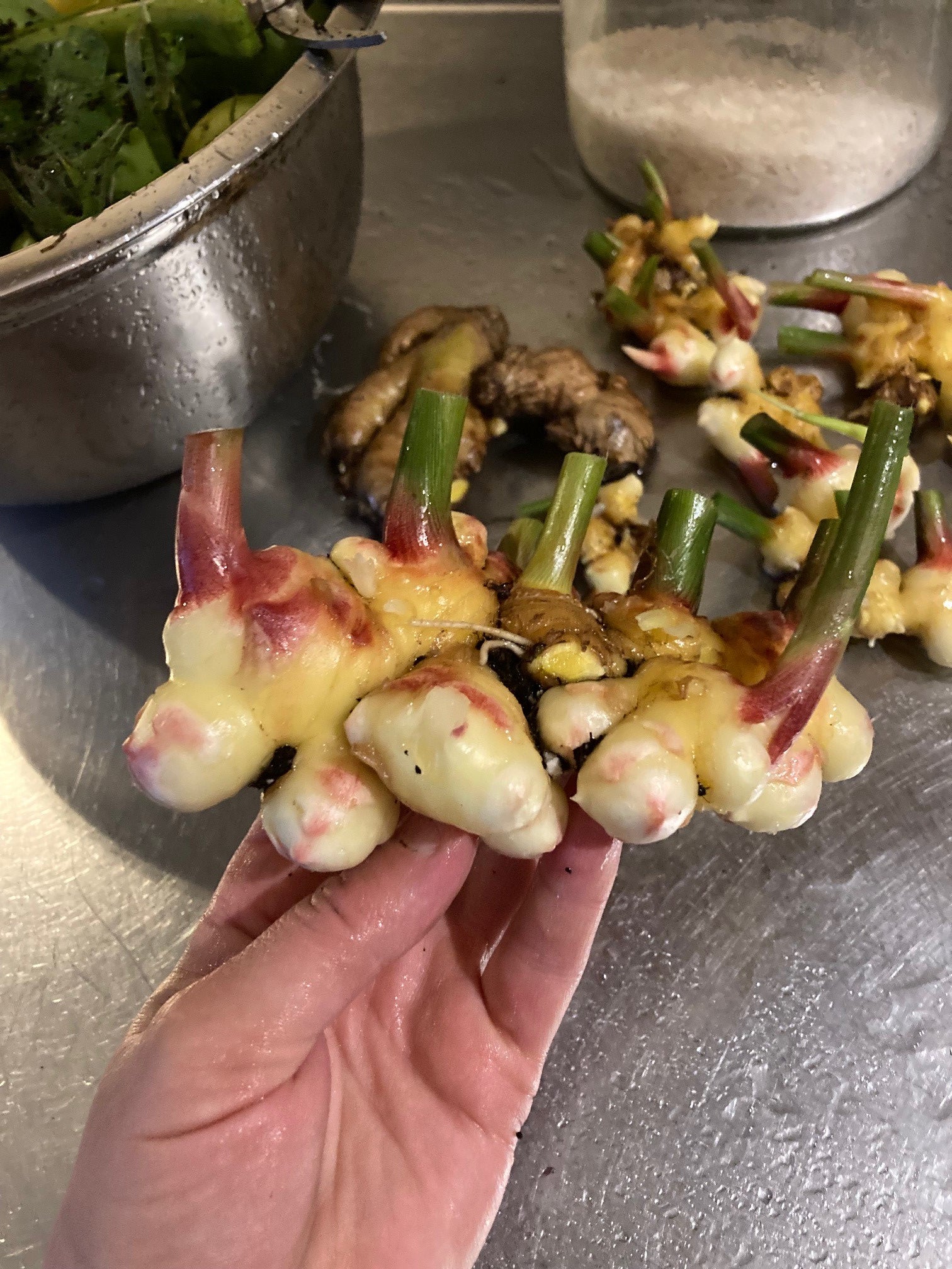 Jeunes rhizomes de gingembre frais récoltés avec tiges vertes