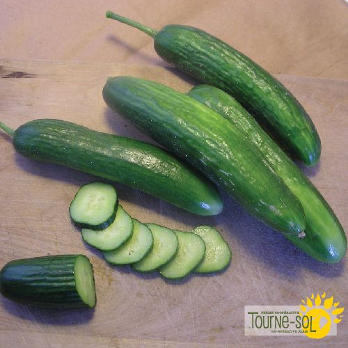 Sachet de semences de concombre libanais Super Zagross de la Ferme Coopérative Tourne-Sol