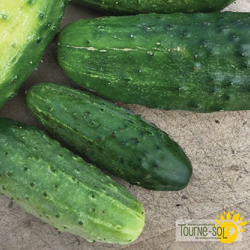 Sachet de semences de cornichon National de la Ferme Coopérative Tourne-Sol chez Vert Métal