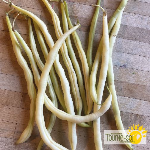 Sachet de semences de haricot grimpant jaune Monte Gusto de la Ferme Coopérative Tourne-Sol