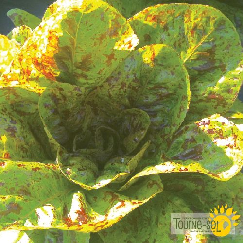 Sachet de semences de laitue romaine tachetée Flashy Trout Back de la Ferme Coopérative Tourne-Sol