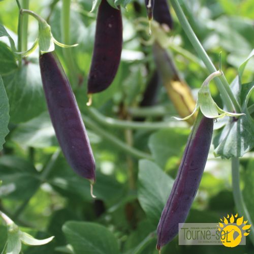 Sachet de semences de pois mange-tout mauve Sugar Magnolia de la Ferme Coopérative Tourne-Sol