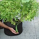 Smart pot