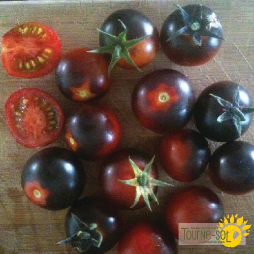 Tomate bleue cerise Dancing with smurfs