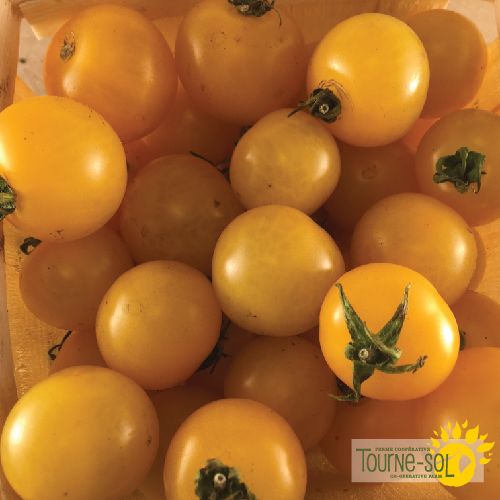 Tomate jaune cerise Galina