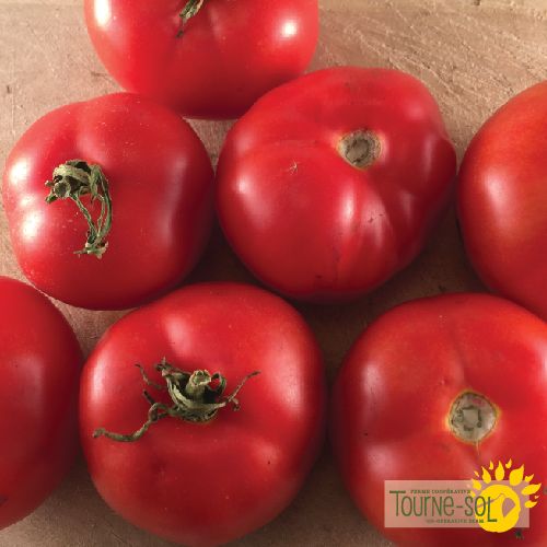 Tomate rouge Québec #13
