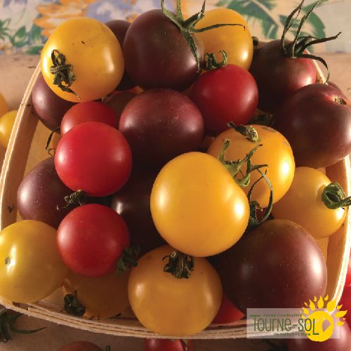 Tomate cerises mélangées