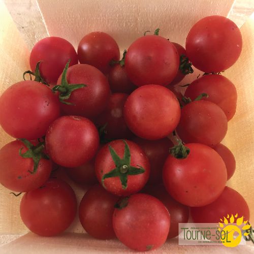 Tomate rouge cerise Peacevine